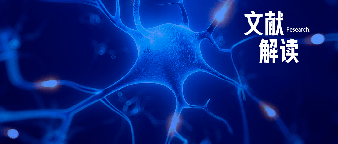 研究前沿｜神經分子生物學：持續轉錄程序如何影響遠程記憶