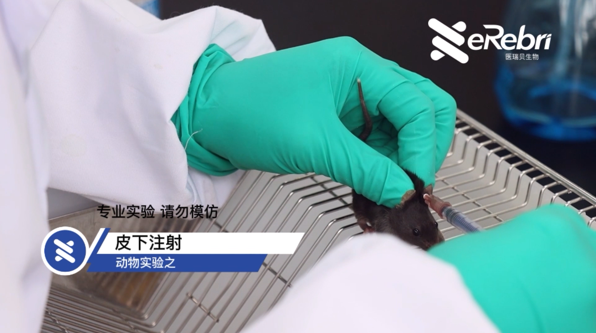 動物實驗-皮下注射