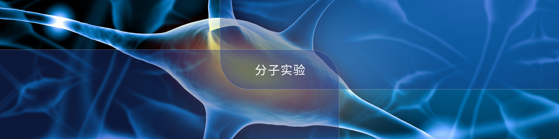 分子實(shí)驗(yàn)