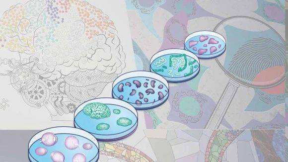 5分鐘帶你了解國自然熱點課題：3D培養(yǎng)和類器官！具有哪些研究前景